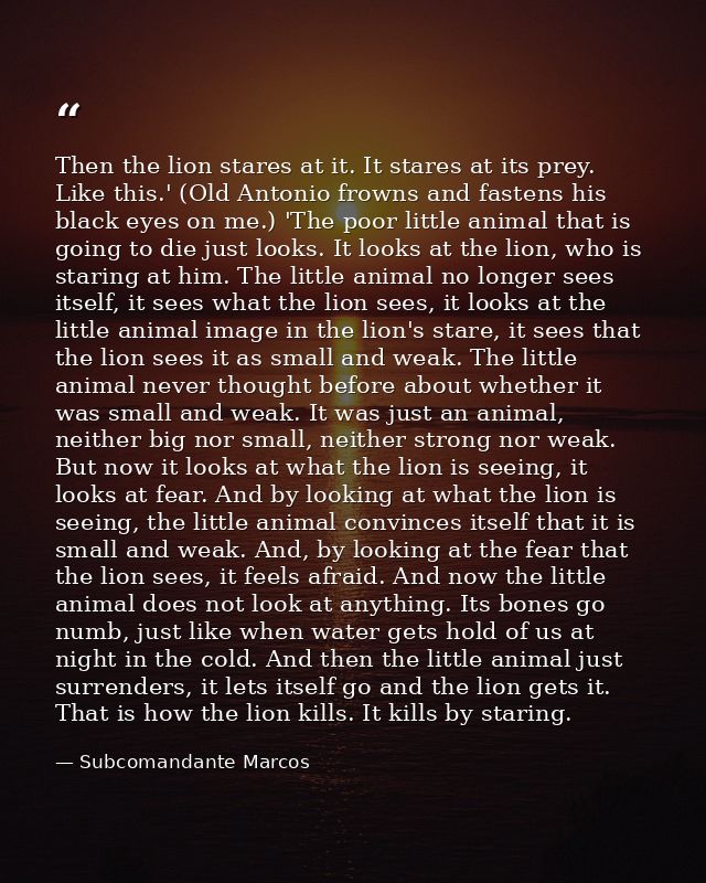 Then the lion stares at it. It stares at its prey. Like this.' (Old Antonio frowns and fastens his black eyes on me.) 'T — Subcomandante Marcos