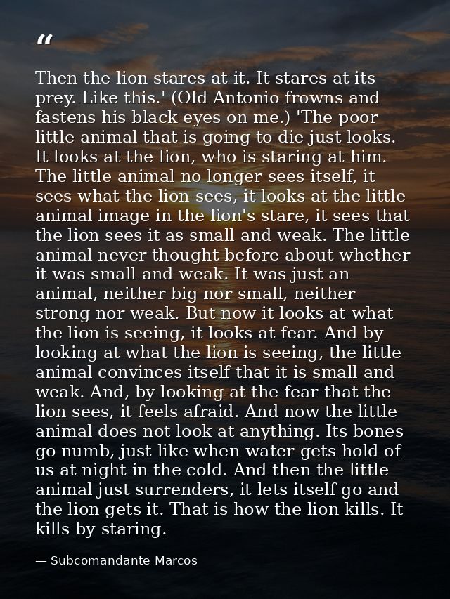 Then the lion stares at it. It stares at its prey. Like this.' (Old Antonio frowns and fastens his black eyes on me.) 'T — Subcomandante Marcos