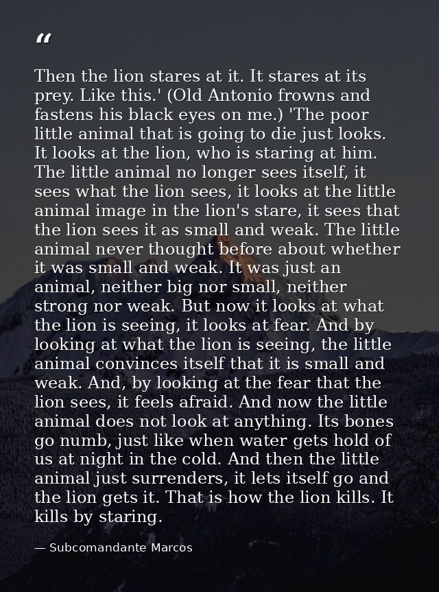 Then the lion stares at it. It stares at its prey. Like this.' (Old Antonio frowns and fastens his black eyes on me.) 'T — Subcomandante Marcos