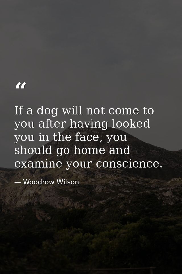 If a dog will not come to you after having looked you in the face, you should go home and examine your conscience. — Woodrow Wilson