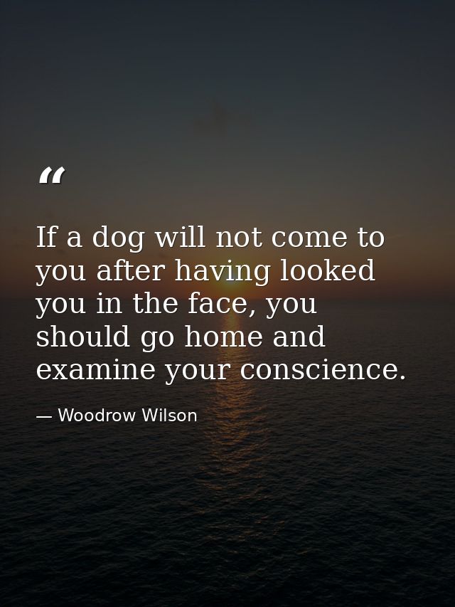 If a dog will not come to you after having looked you in the face, you should go home and examine your conscience. — Woodrow Wilson