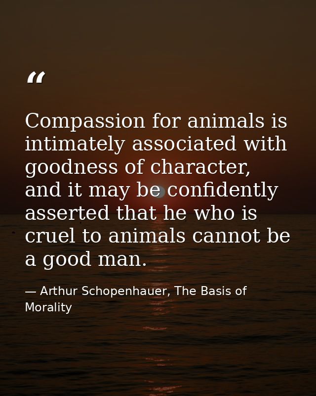 Compassion for animals is intimately associated with goodness of character, and it may be confidently asserted that he w — Arthur Schopenhauer, The Basis of Morality