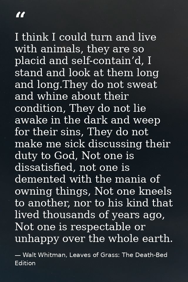 I think I could turn and live with animals, they are so placid and self-contain’d, I stand and look at them long and lon — Walt Whitman, Leaves of Grass: The Death-Bed Edition