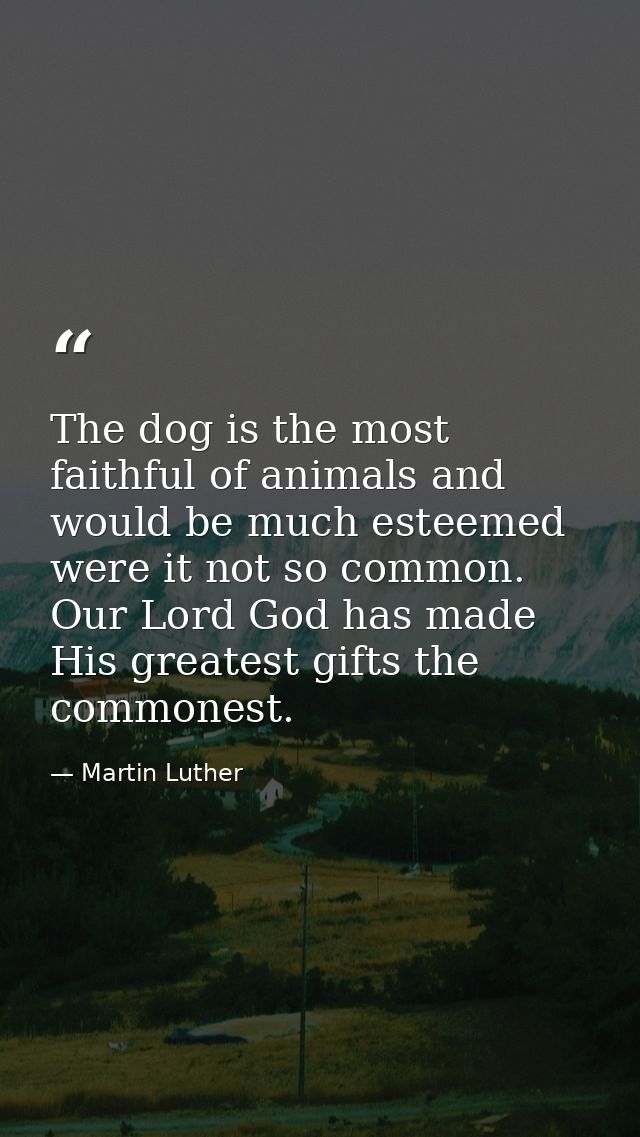 The dog is the most faithful of animals and would be much esteemed were it not so common. Our Lord God has made His grea — Martin Luther