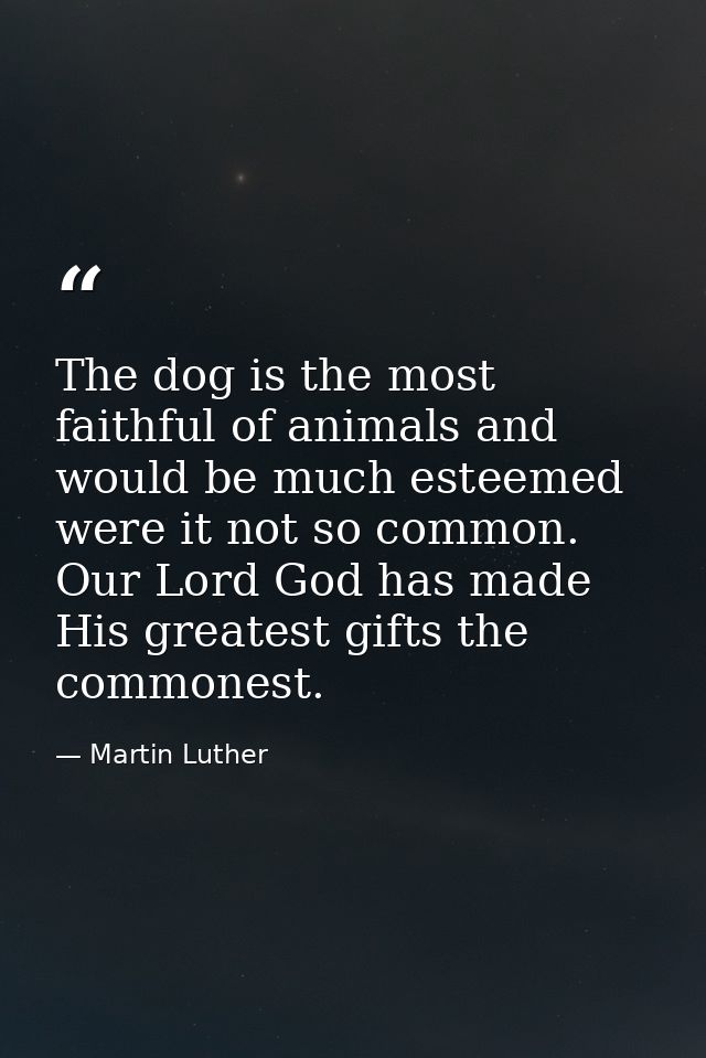 The dog is the most faithful of animals and would be much esteemed were it not so common. Our Lord God has made His grea — Martin Luther