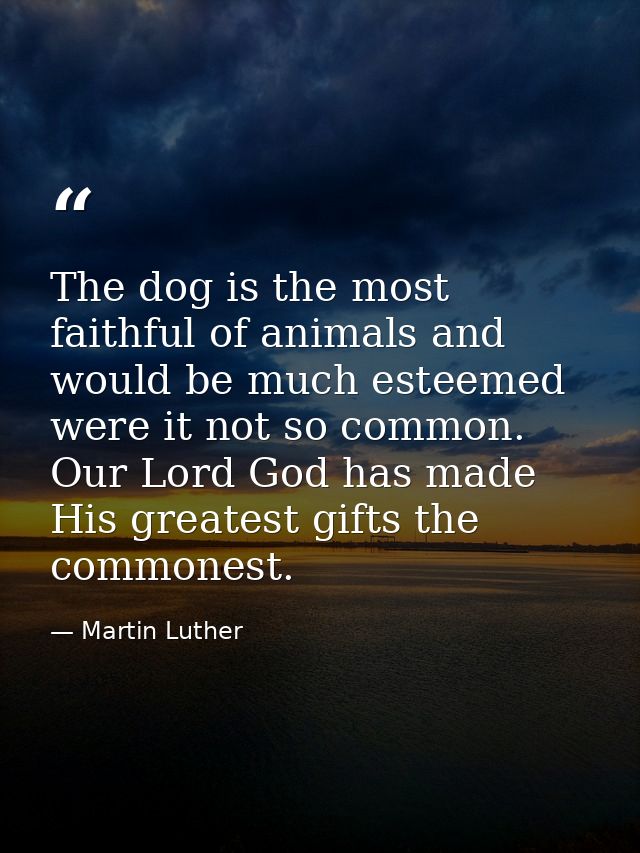 The dog is the most faithful of animals and would be much esteemed were it not so common. Our Lord God has made His grea — Martin Luther