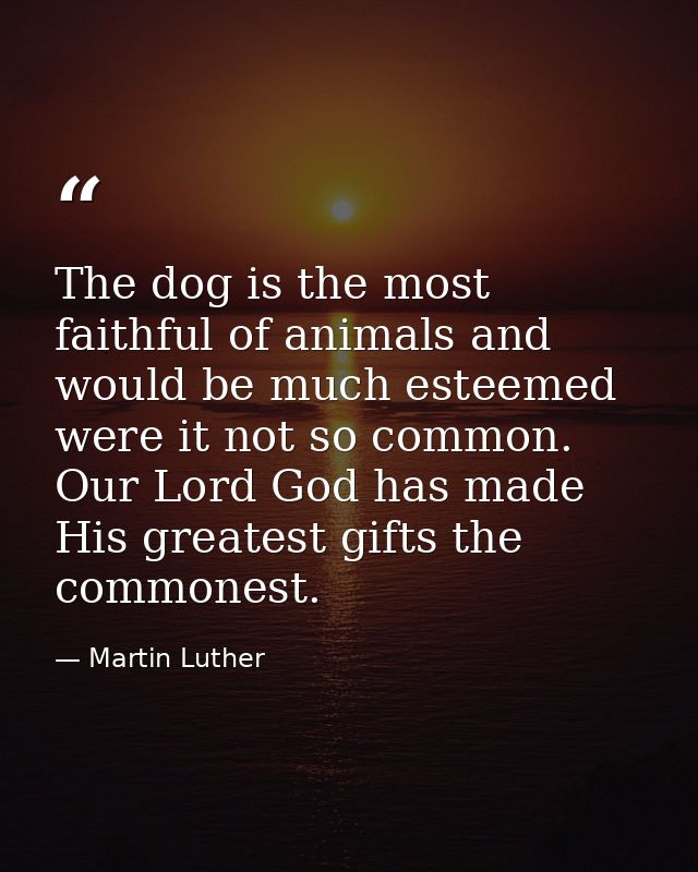 The dog is the most faithful of animals and would be much esteemed were it not so common. Our Lord God has made His grea — Martin Luther