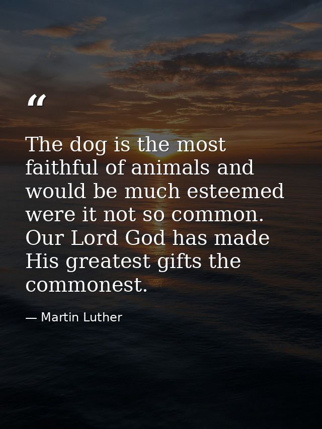 The dog is the most faithful of animals and would be much esteemed were it not so common. Our Lord God has made His grea — Martin Luther