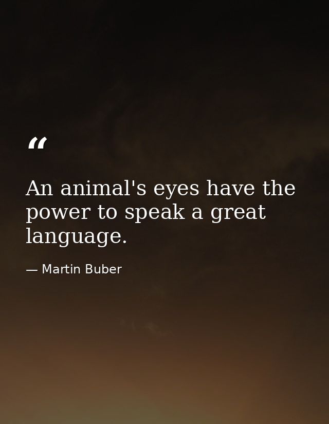 An animal's eyes have the power to speak a great language. — Martin Buber