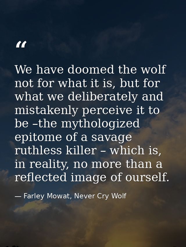 We have doomed the wolf not for what it is, but for what we deliberately and mistakenly perceive it to be –the mythologi — Farley Mowat, Never Cry Wolf