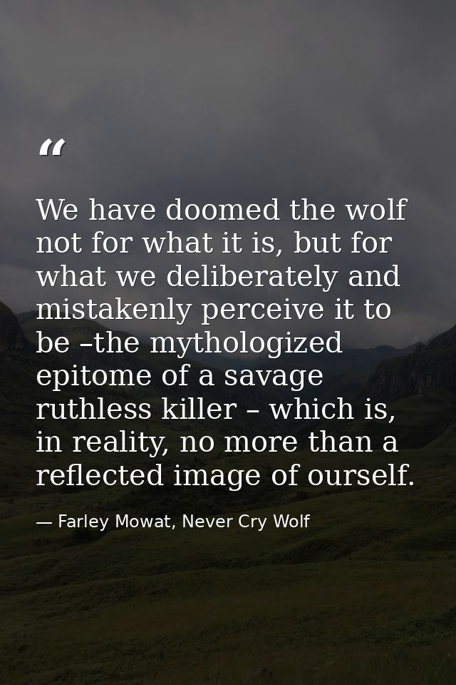 We have doomed the wolf not for what it is, but for what we deliberately and mistakenly perceive it to be –the mythologi — Farley Mowat, Never Cry Wolf
