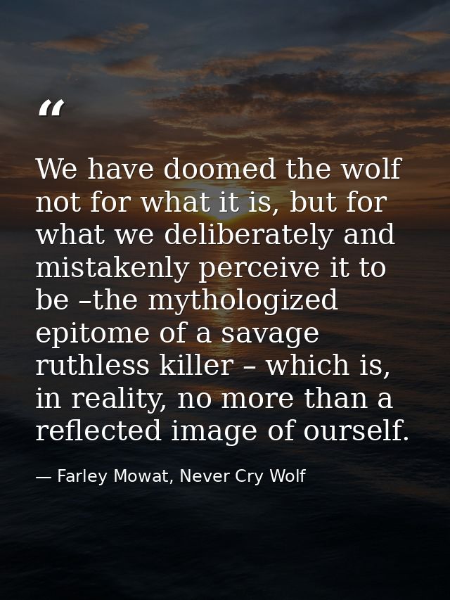 We have doomed the wolf not for what it is, but for what we deliberately and mistakenly perceive it to be –the mythologi — Farley Mowat, Never Cry Wolf