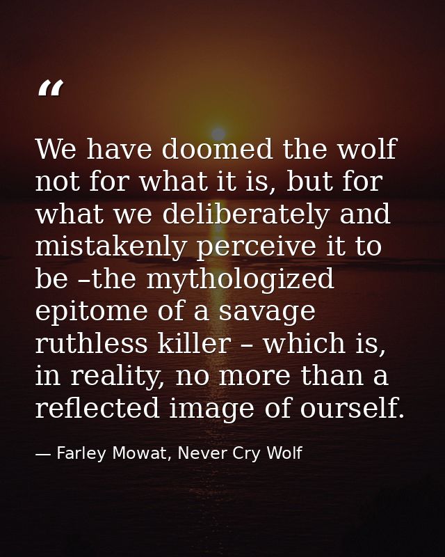 We have doomed the wolf not for what it is, but for what we deliberately and mistakenly perceive it to be –the mythologi — Farley Mowat, Never Cry Wolf