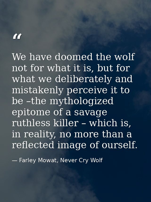 We have doomed the wolf not for what it is, but for what we deliberately and mistakenly perceive it to be –the mythologi — Farley Mowat, Never Cry Wolf