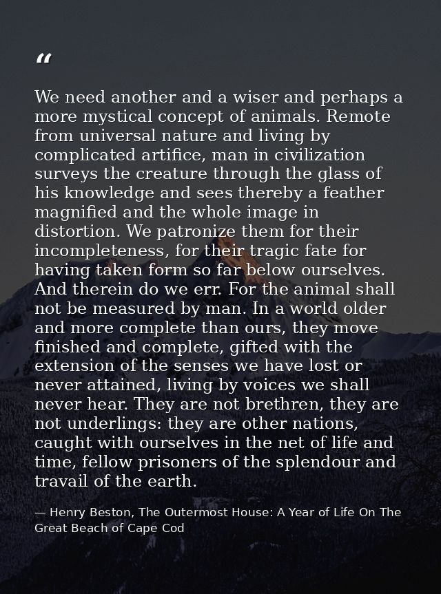 We need another and a wiser and perhaps a more mystical concept of animals. Remote from universal nature and living by c — Henry Beston, The Outermost House: A Year of Life On The Great Beach of Cape Cod