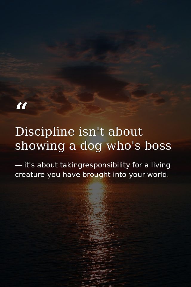 Discipline isn't about showing a dog who's boss — it's about takingresponsibility for a living creature you have brought into your world.