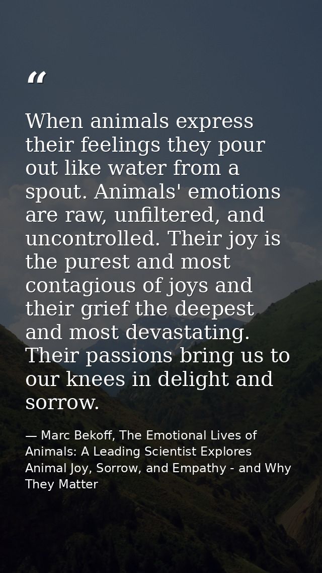When animals express their feelings they pour out like water from a spout. Animals' emotions are raw, unfiltered, and un — Marc Bekoff, The Emotional Lives of Animals: A Leading Scientist Explores Animal Joy, Sorrow, and Empathy - and Why They Matter