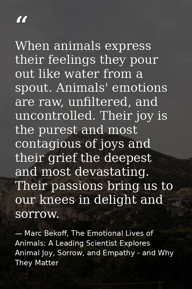 When animals express their feelings they pour out like water from a spout. Animals' emotions are raw, unfiltered, and un — Marc Bekoff, The Emotional Lives of Animals: A Leading Scientist Explores Animal Joy, Sorrow, and Empathy - and Why They Matter