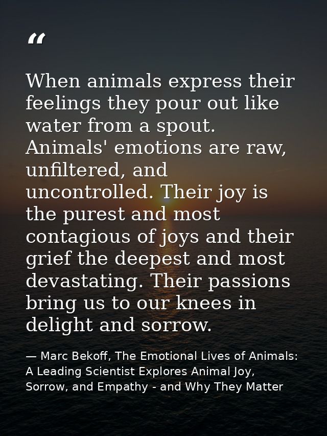 When animals express their feelings they pour out like water from a spout. Animals' emotions are raw, unfiltered, and un — Marc Bekoff, The Emotional Lives of Animals: A Leading Scientist Explores Animal Joy, Sorrow, and Empathy - and Why They Matter