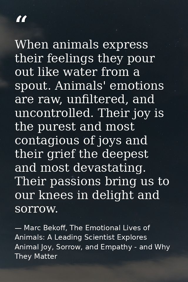 When animals express their feelings they pour out like water from a spout. Animals' emotions are raw, unfiltered, and un — Marc Bekoff, The Emotional Lives of Animals: A Leading Scientist Explores Animal Joy, Sorrow, and Empathy - and Why They Matter