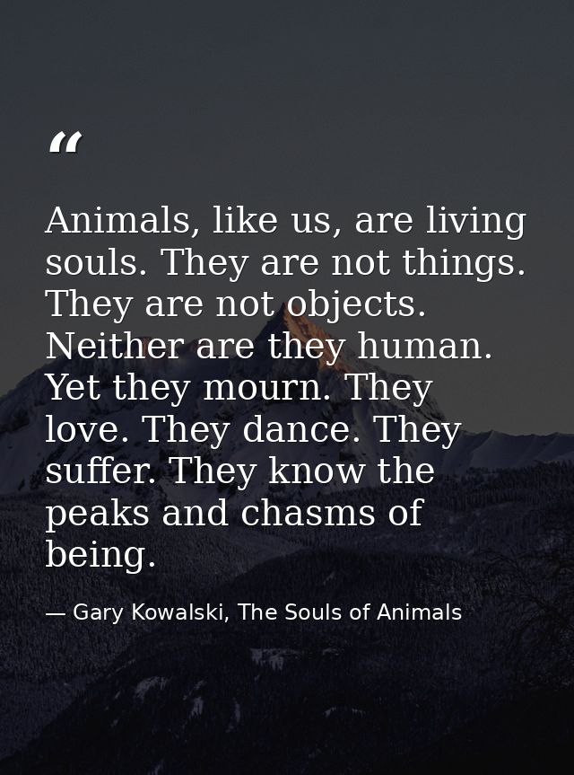 Animals, like us, are living souls. They are not things. They are not objects. Neither are they human. Yet they mourn. T — Gary Kowalski, The Souls of Animals