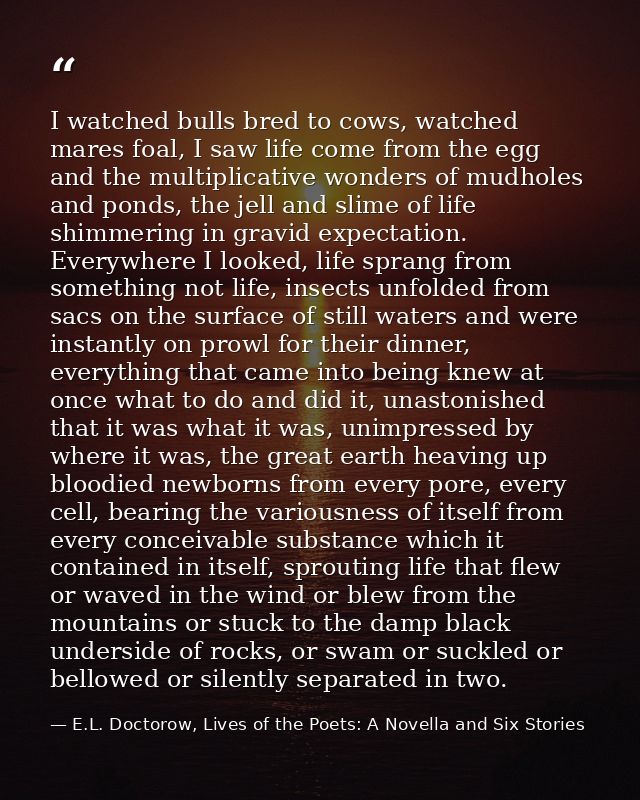 I watched bulls bred to cows, watched mares foal, I saw life come from the egg and the multiplicative wonders of mudhole — E.L. Doctorow, Lives of the Poets: A Novella and Six Stories