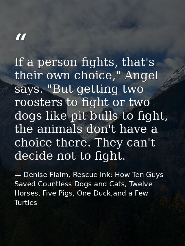 If a person fights, that's their own choice," Angel says. "But getting two roosters to fight or two dogs like pit bulls  — Denise Flaim, Rescue Ink: How Ten Guys Saved Countless Dogs and Cats, Twelve Horses, Five Pigs, One Duck,and a Few Turtles