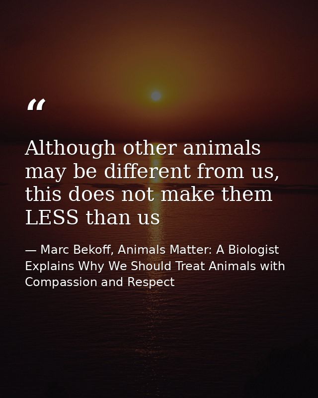 Although other animals may be different from us, this does not make them LESS than us — Marc Bekoff, Animals Matter: A Biologist Explains Why We Should Treat Animals with Compassion and Respect