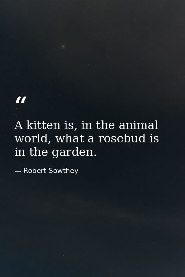 A kitten is, in the animal world, what a rosebud is in the garden. — Robert Sowthey