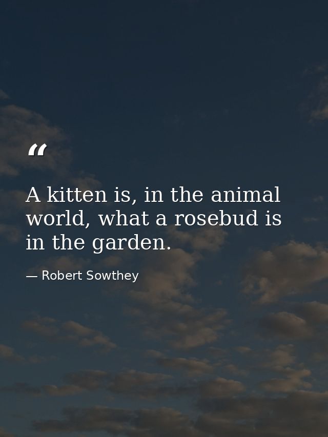 A kitten is, in the animal world, what a rosebud is in the garden. — Robert Sowthey
