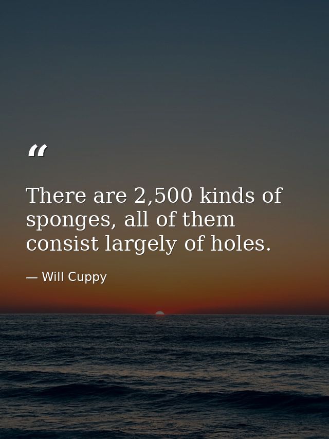 There are 2,500 kinds of sponges, all of them consist largely of holes. — Will Cuppy