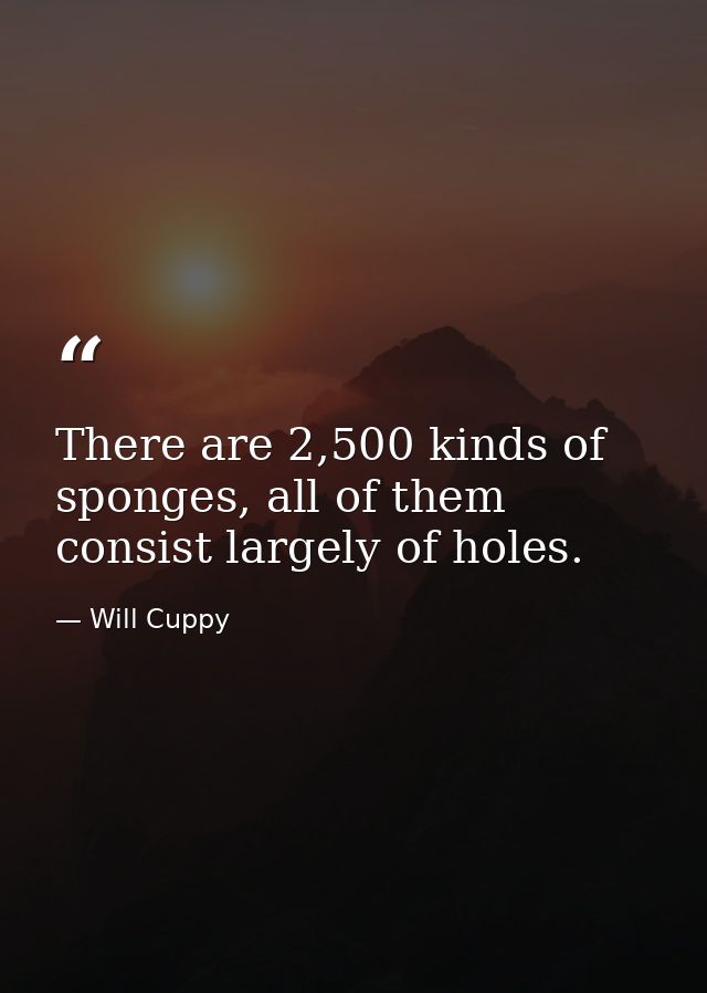 There are 2,500 kinds of sponges, all of them consist largely of holes. — Will Cuppy