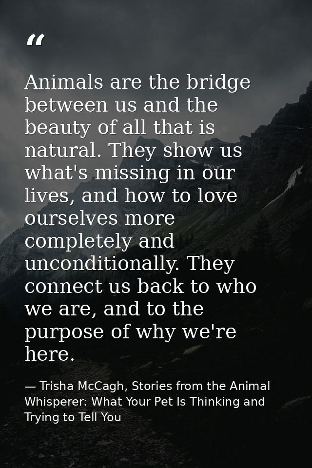 Animals are the bridge between us and the beauty of all that is natural. They show us what's missing in our lives, and h — Trisha McCagh, Stories from the Animal Whisperer: What Your Pet Is Thinking and Trying to Tell You