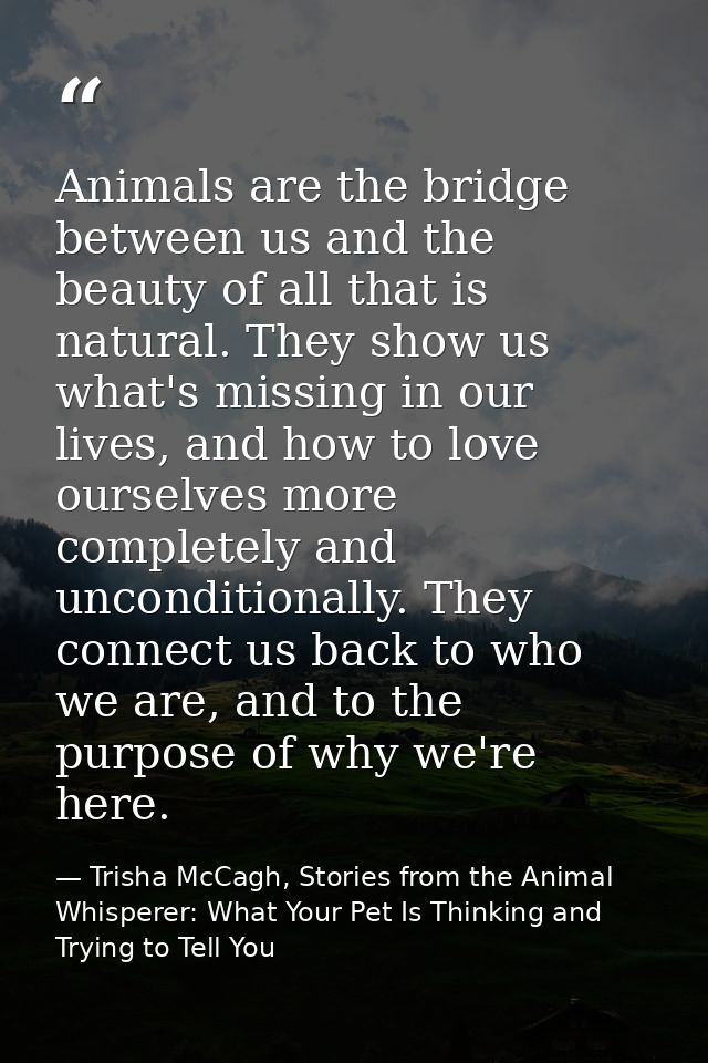 Animals are the bridge between us and the beauty of all that is natural. They show us what's missing in our lives, and h — Trisha McCagh, Stories from the Animal Whisperer: What Your Pet Is Thinking and Trying to Tell You