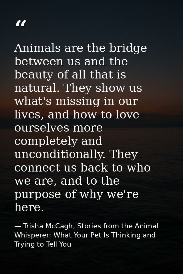 Animals are the bridge between us and the beauty of all that is natural. They show us what's missing in our lives, and h — Trisha McCagh, Stories from the Animal Whisperer: What Your Pet Is Thinking and Trying to Tell You