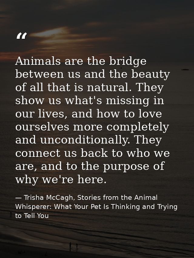 Animals are the bridge between us and the beauty of all that is natural. They show us what's missing in our lives, and h — Trisha McCagh, Stories from the Animal Whisperer: What Your Pet Is Thinking and Trying to Tell You