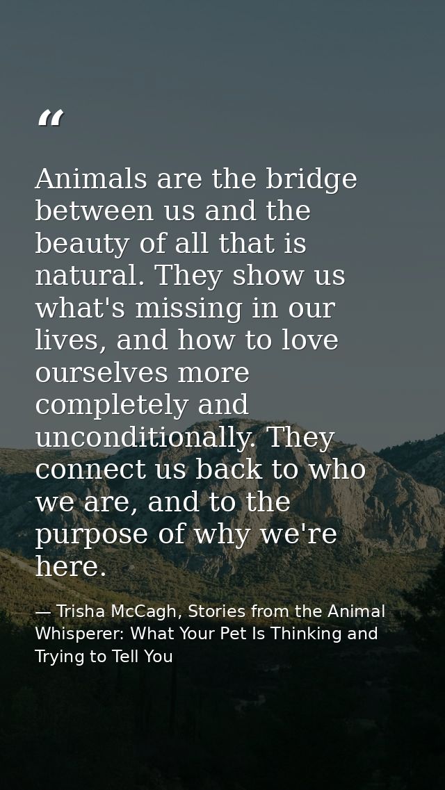 Animals are the bridge between us and the beauty of all that is natural. They show us what's missing in our lives, and h — Trisha McCagh, Stories from the Animal Whisperer: What Your Pet Is Thinking and Trying to Tell You