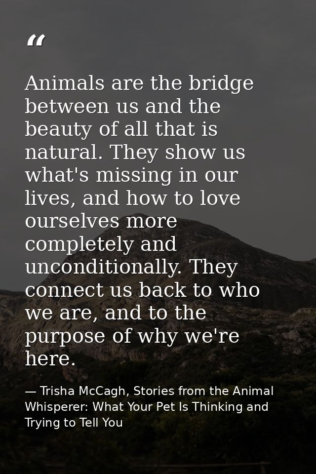 Animals are the bridge between us and the beauty of all that is natural. They show us what's missing in our lives, and h — Trisha McCagh, Stories from the Animal Whisperer: What Your Pet Is Thinking and Trying to Tell You