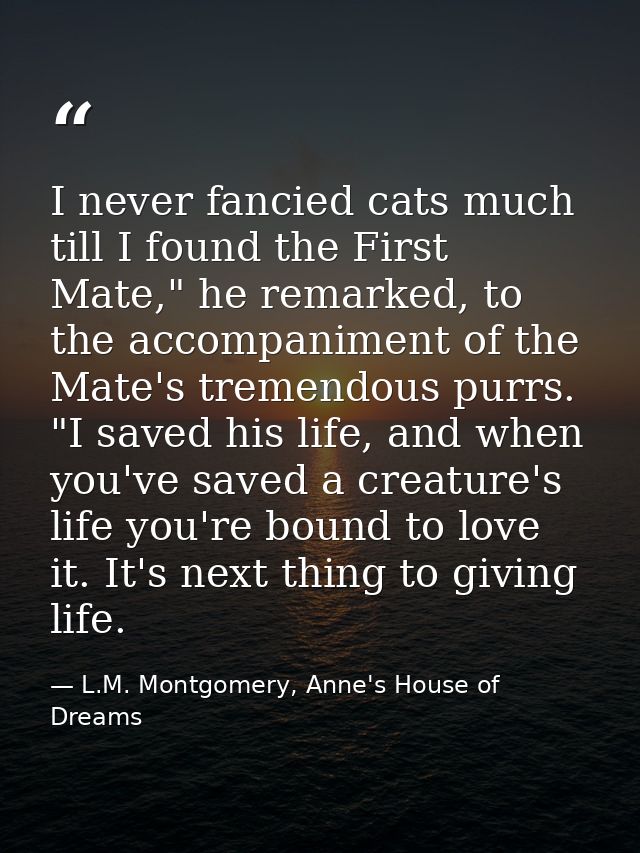 I never fancied cats much till I found the First Mate," he remarked, to the accompaniment of the Mate's tremendous purrs — L.M. Montgomery, Anne's House of Dreams