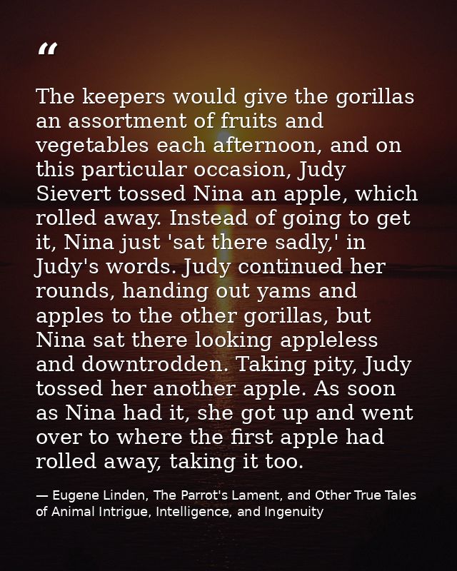 The keepers would give the gorillas an assortment of fruits and vegetables each afternoon, and on this particular occasi — Eugene Linden, The Parrot's Lament, and Other True Tales of Animal Intrigue, Intelligence, and Ingenuity