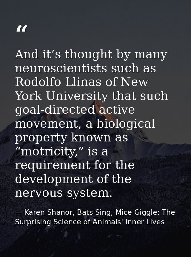 And it’s thought by many neuroscientists such as Rodolfo Llinas of New York University that such goal-directed active mo — Karen Shanor, Bats Sing, Mice Giggle: The Surprising Science of Animals' Inner Lives