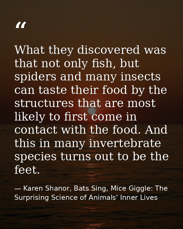 What they discovered was that not only fish, but spiders and many insects can taste their food by the structures that ar — Karen Shanor, Bats Sing, Mice Giggle: The Surprising Science of Animals' Inner Lives
