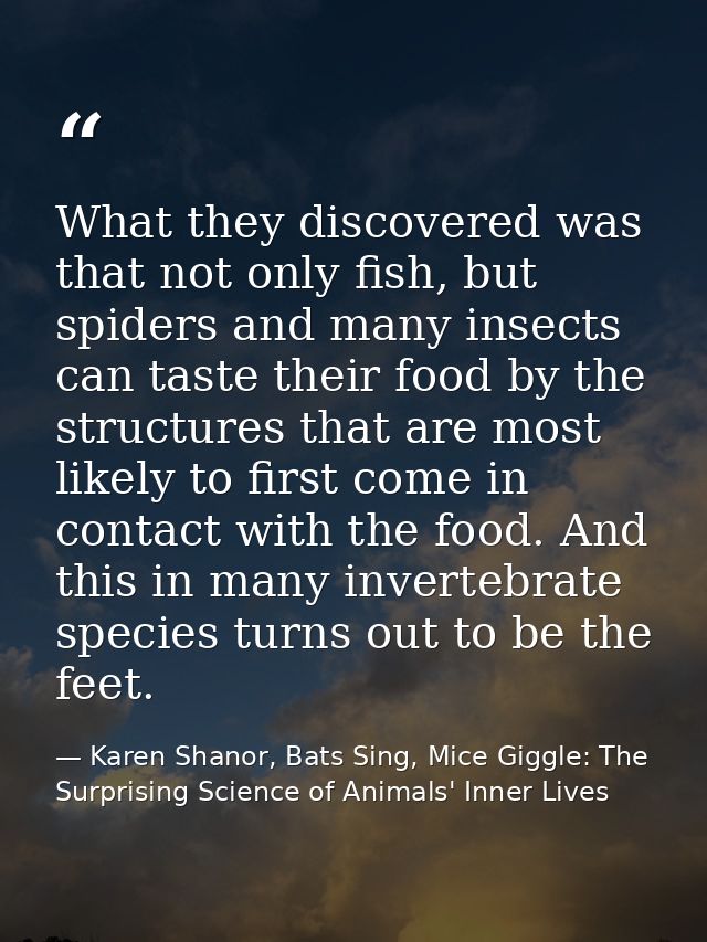 What they discovered was that not only fish, but spiders and many insects can taste their food by the structures that ar — Karen Shanor, Bats Sing, Mice Giggle: The Surprising Science of Animals' Inner Lives