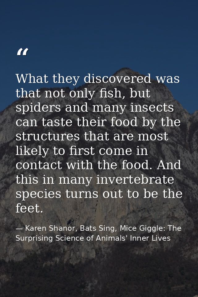 What they discovered was that not only fish, but spiders and many insects can taste their food by the structures that ar — Karen Shanor, Bats Sing, Mice Giggle: The Surprising Science of Animals' Inner Lives