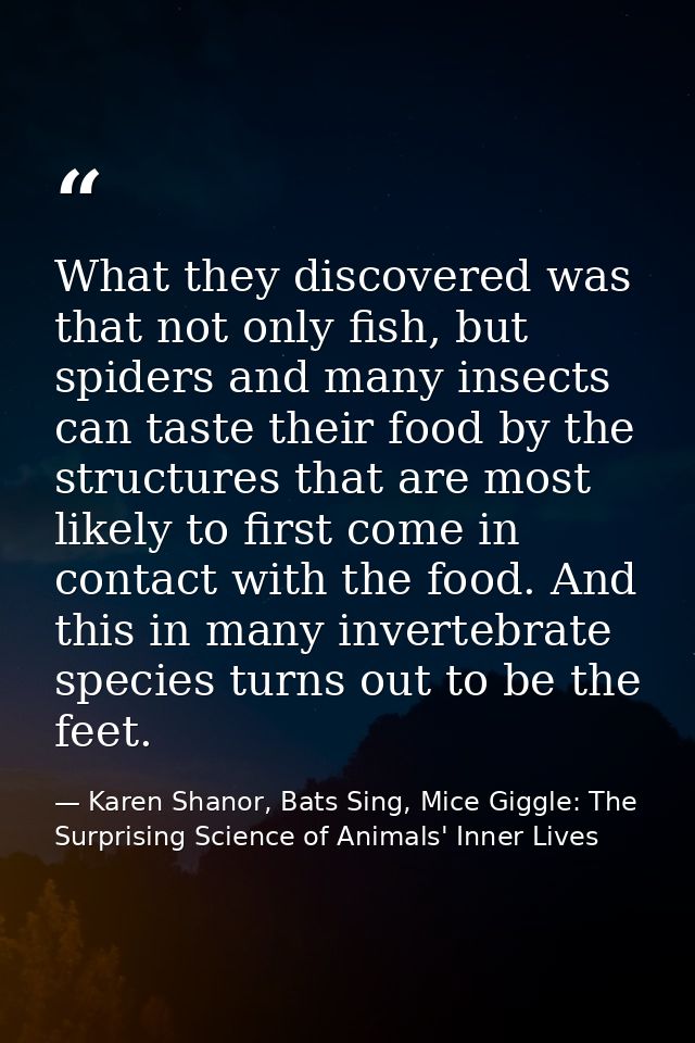 What they discovered was that not only fish, but spiders and many insects can taste their food by the structures that ar — Karen Shanor, Bats Sing, Mice Giggle: The Surprising Science of Animals' Inner Lives