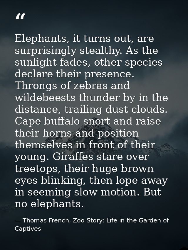 Elephants, it turns out, are surprisingly stealthy. As the sunlight fades, other species declare their presence. Throngs — Thomas French, Zoo Story: Life in the Garden of Captives