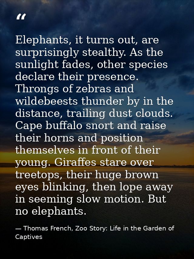 Elephants, it turns out, are surprisingly stealthy. As the sunlight fades, other species declare their presence. Throngs — Thomas French, Zoo Story: Life in the Garden of Captives