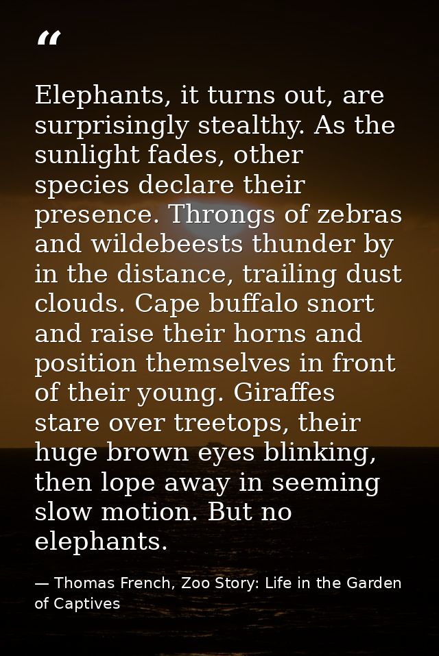 Elephants, it turns out, are surprisingly stealthy. As the sunlight fades, other species declare their presence. Throngs — Thomas French, Zoo Story: Life in the Garden of Captives