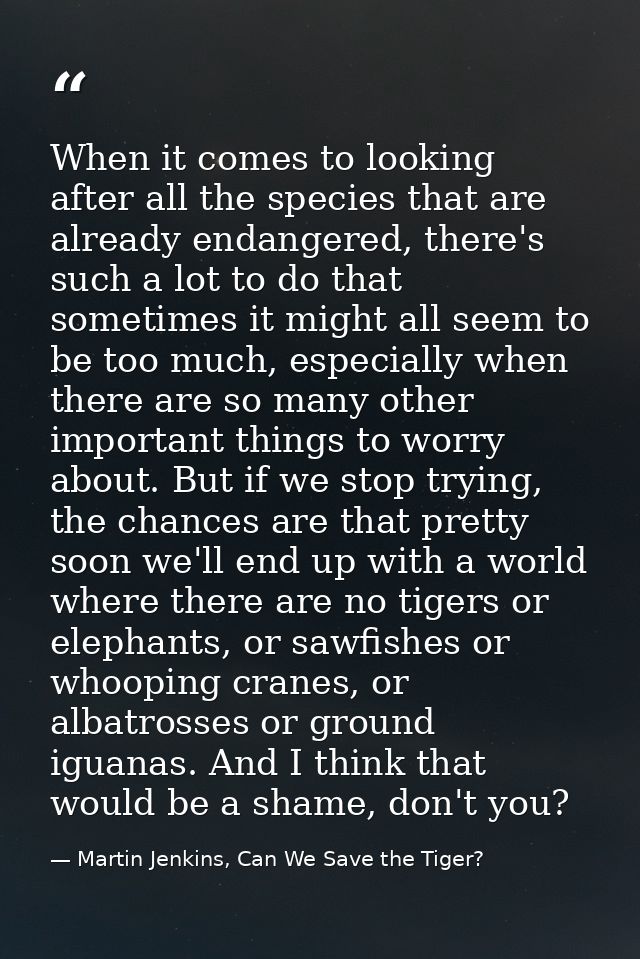 When it comes to looking after all the species that are already endangered, there's such a lot to do that sometimes it m — Martin Jenkins, Can We Save the Tiger?