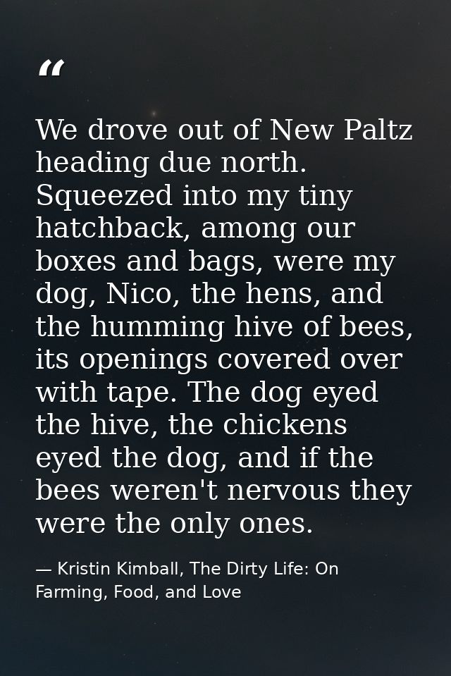 We drove out of New Paltz heading due north. Squeezed into my tiny hatchback, among our boxes and bags, were my dog, Nic — Kristin Kimball, The Dirty Life: On Farming, Food, and Love
